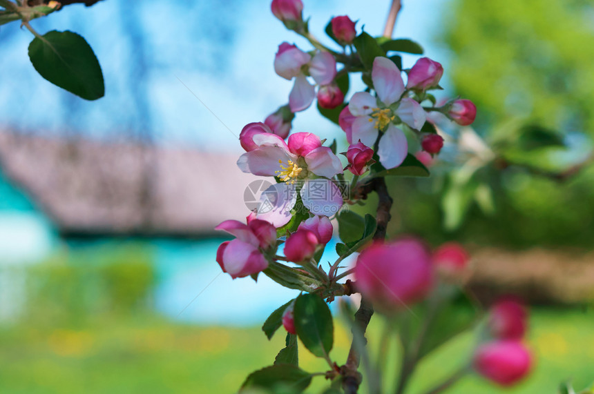 园艺户外花开的苹果树枝春天开花的苹果树春天开花的苹果树枝图片