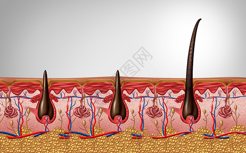 皮奥贾毛发蛋白和三角解剖学近似人体皮肤头以3D插图作为皮肤病医学符号的轴形纤维图像贾皮剃须设计图片