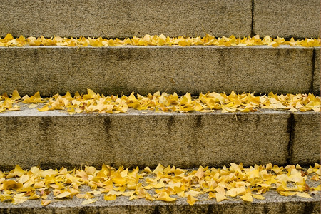 结构体植物秋天楼梯上的黄色银杏叶秋天楼梯上的黄色银杏叶背景图案娱乐图片
