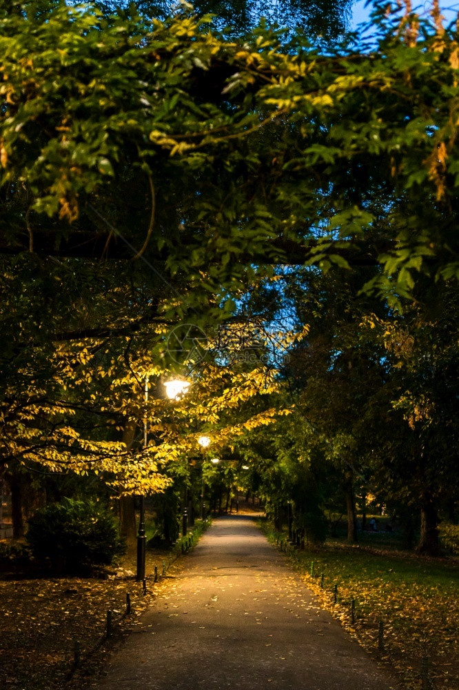 夜晚叶子场景201年在罗马尼亚布加勒斯特市中心Cismigigu花园公的黑暗小巷图片