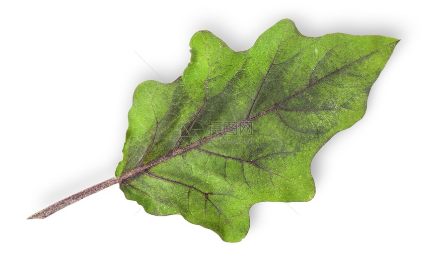 白底孤立的单绿茄子叶以白色背景隔绝生物学市场自然图片