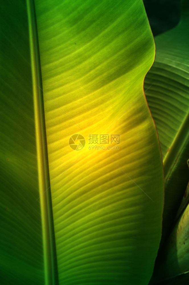 户外新鲜绿色香蕉树叶的纹理背景葱茏人造的图片