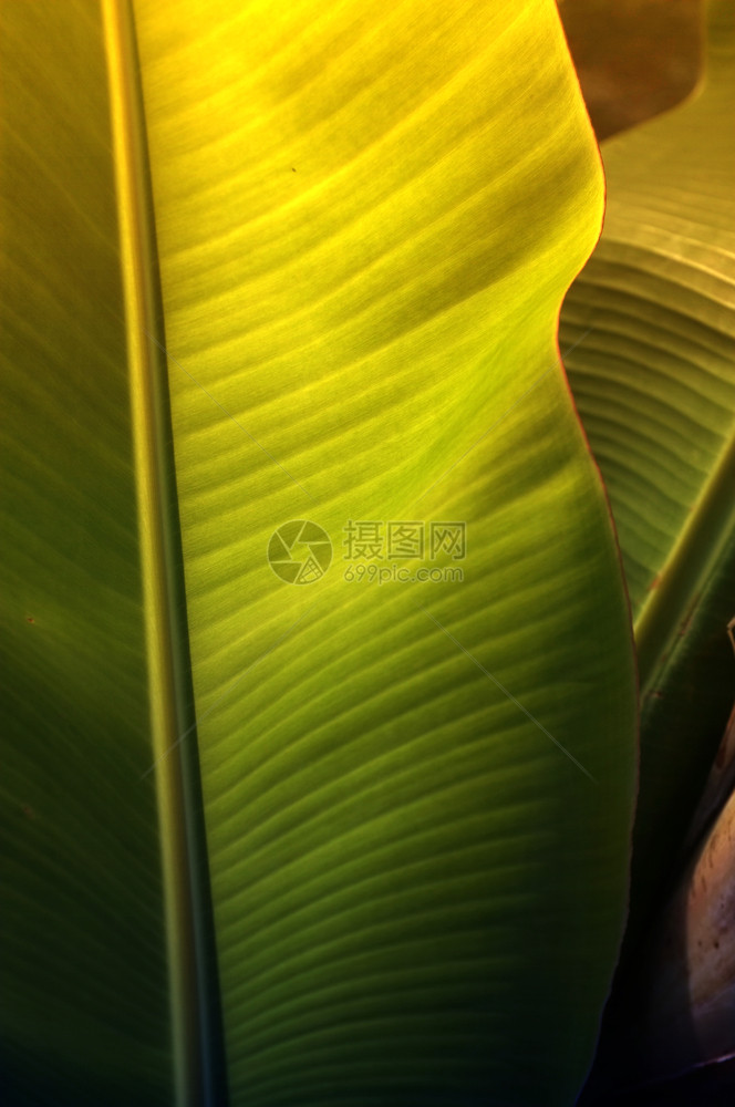 细节蓝色的热带新鲜绿香蕉树叶的纹理背景图片
