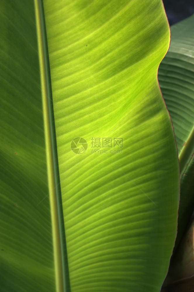 有机的线条新鲜绿色香蕉树叶的纹理背景亚洲图片