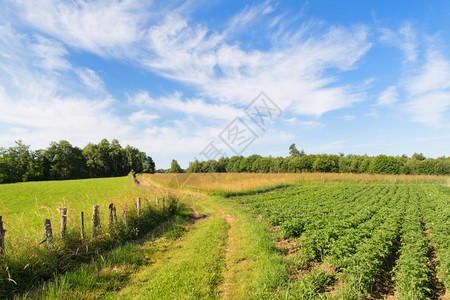 新派小路法国水土保留地的景观绿色山丘高级图片