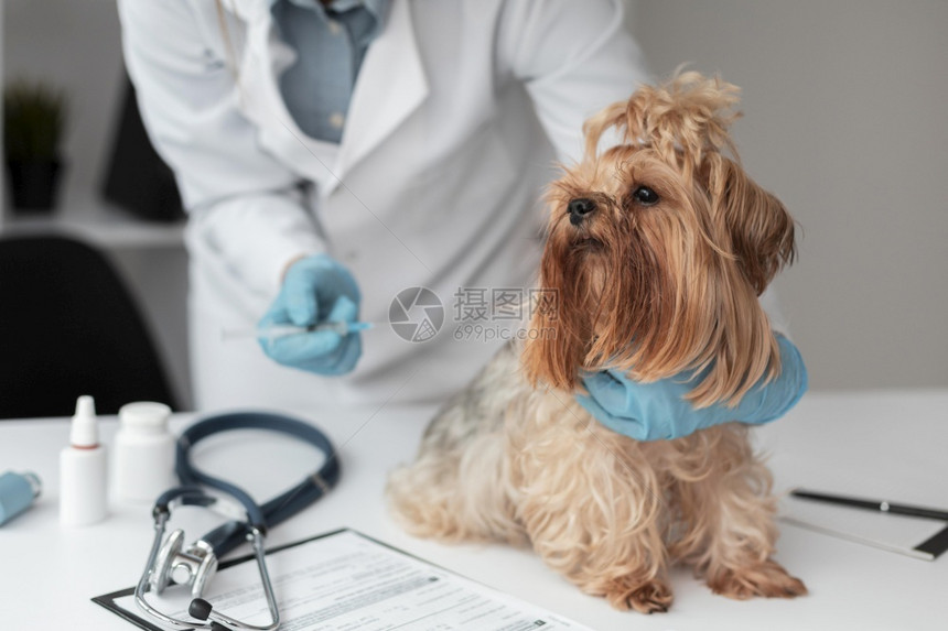 兽医检查小狗的健康分辨率和高质量的美丽照片高质量和分辨率的美丽照片概念种子报告织物图片