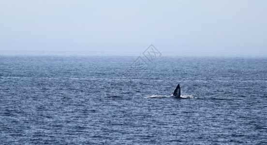 灰鲸在芬图拉附近的海洋中游动其鳍被卷起美国文图拉加利福尼亚图片