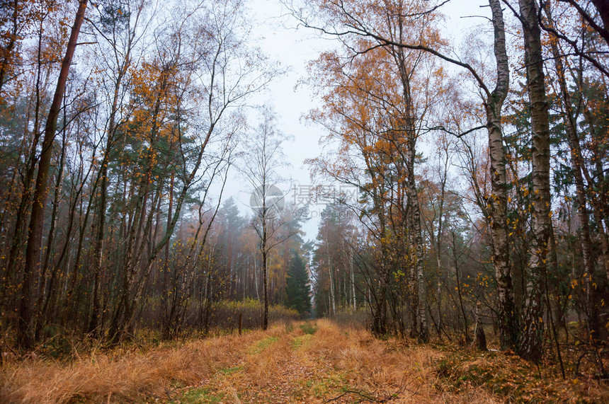 场地风景优美季节秋天的森林多云雾秋天森图片