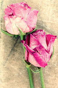 褪色两朵旧玫瑰花放在肮脏的画布背景上花瓣老的图片