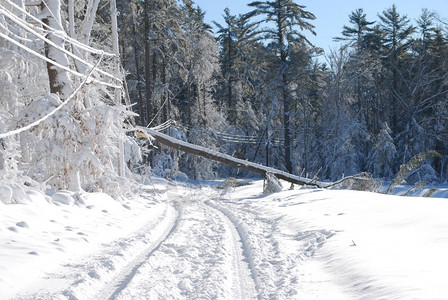这棵大树引起的电断现象树木损害冷冻图片