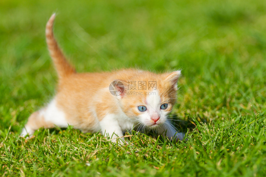 绿草地上的小猫咪图片