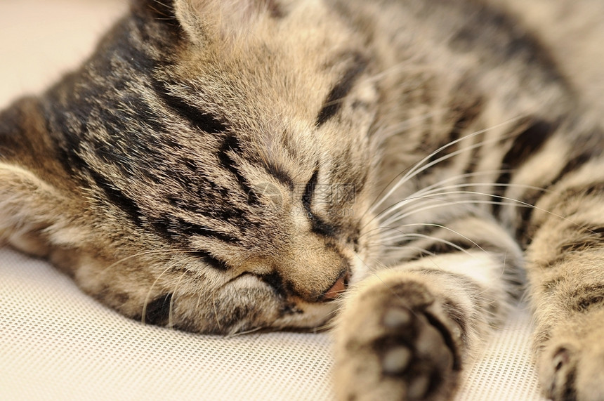 眼睛脸睡着可爱的小猫近镜头科动物图片