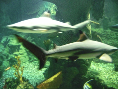 水族馆生气的动物在海底岩石之间移动的鲨鱼底部附近岩层之间的水下鲨鱼图片