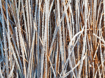 十一月苍白青草上覆满了冰冻的霜紧闭起来晒干图片