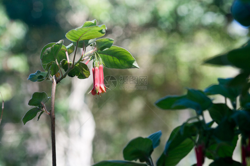 花园绽放开红铃对朵的形状以bokeh复制空间为主大概是Aquilegia和Columbines红铃对花卉与bokeh为主图片