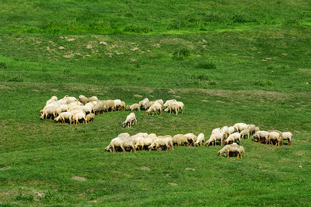 集资白天一群羊在草坪上吃一群羊在坪上牧天背景