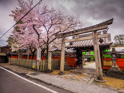 传统日本寺庙大门在朝野日本有樱花美丽的亚洲日本人图片
