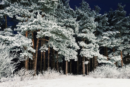 大雪纷飞黑暗的户外夜里森林中雪覆盖的隐藏树图片