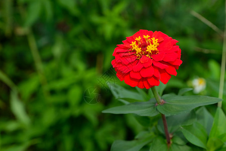 春季和夏的红锌花春夏自然户外背景大自然的鲜花盛开新明亮植物群图片