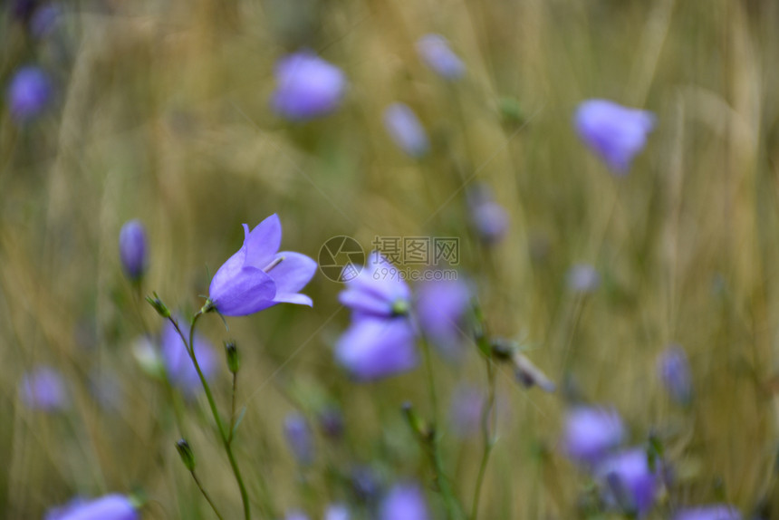 野花美丽的蓝铃夏月花在绿田中紧闭脆弱的图片