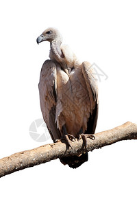 分公司内大型秃鹫详细肖像孤立图片Name脊椎动物清道夫详细的图片