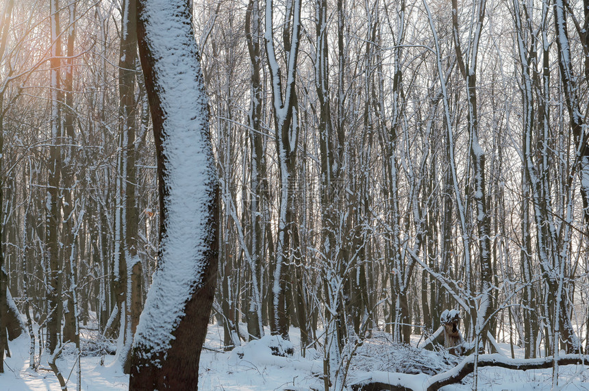 雪后的树干图片
