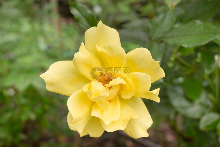 植物学萌芽花园的黄玫瑰树丛股票照片美丽图片