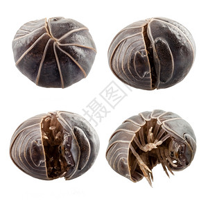 斯莱特开启白底绝缘的粗俗物种以白底为隔离甲壳类动物卷粗俗的设计图片
