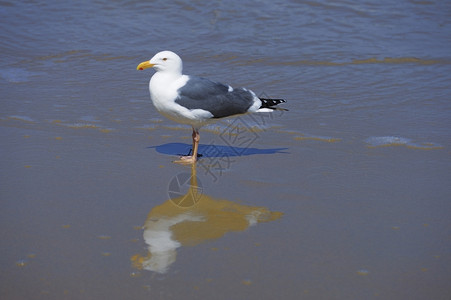 动物野生奥杜伊尼美丽的海鸥在滩上行走图片