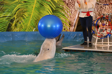 水族馆海豚玩球图片