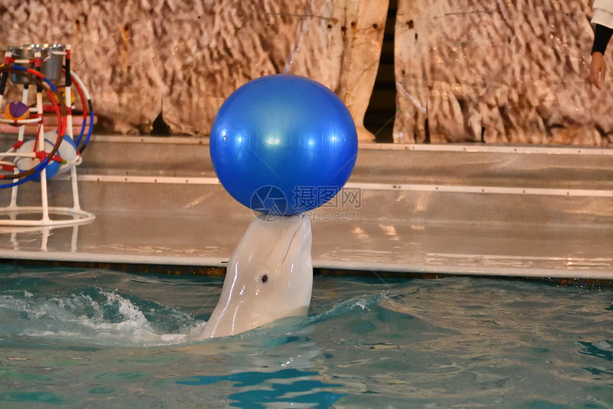 水族馆海豚玩球图片