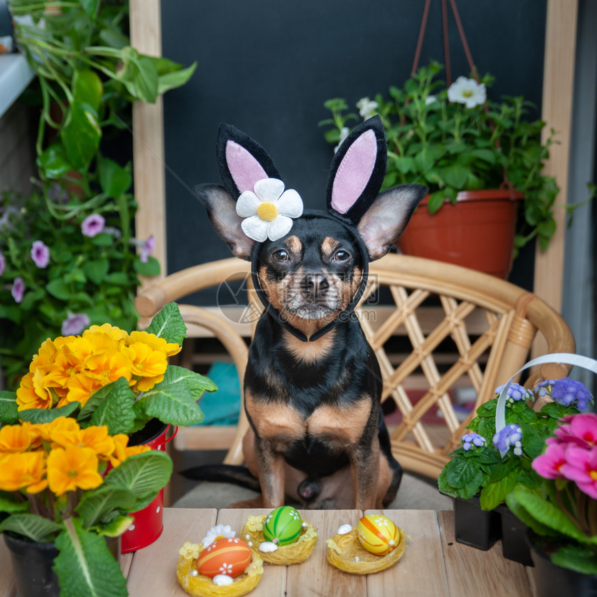 披着帽子和围巾的狗装扮成复活节兔子上面围着鲜花主题是春天夏和复活节动物耳朵丰富多彩的图片