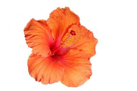 美丽白后脑隔离的橙色hibiscus精美的雄蕊图片
