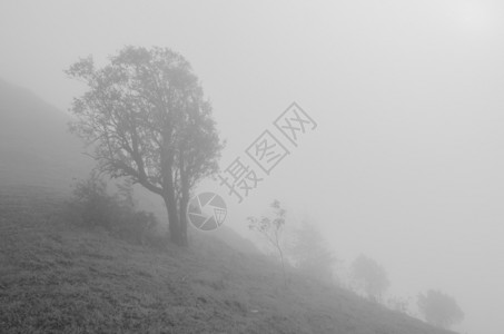 自然泰国偏僻的黑白有树木花色图片