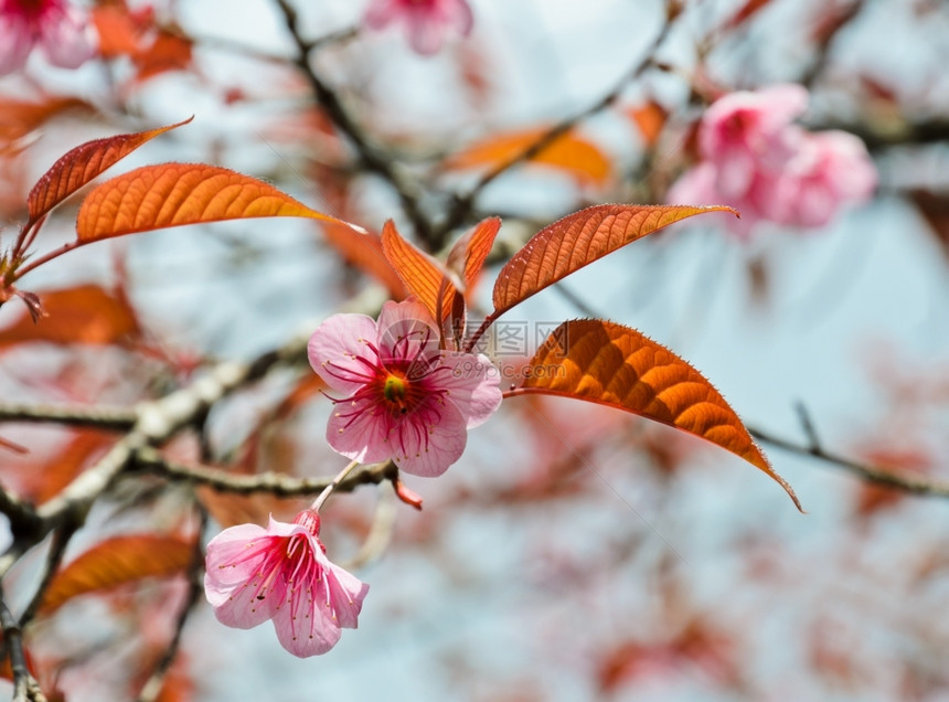 泰国季节落叶野生喜马拉雅樱桃是东亚的一棵淡化樱桃树图片