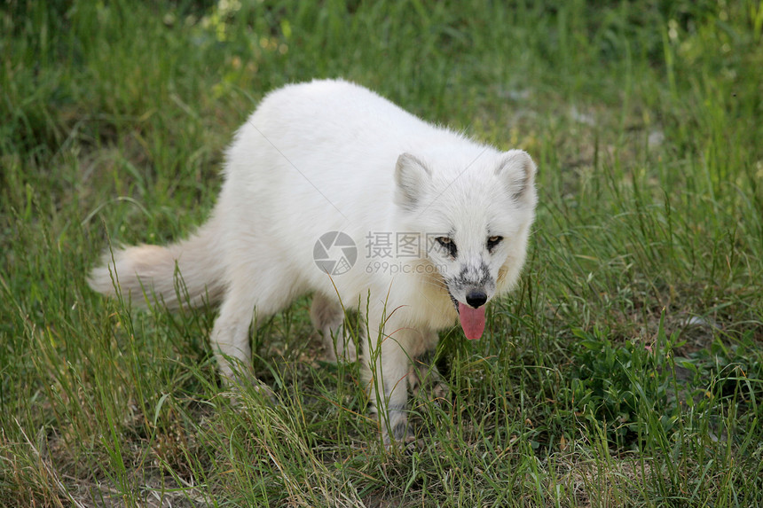 自然中的北极狐舌头伸出哺乳动物生犬类图片