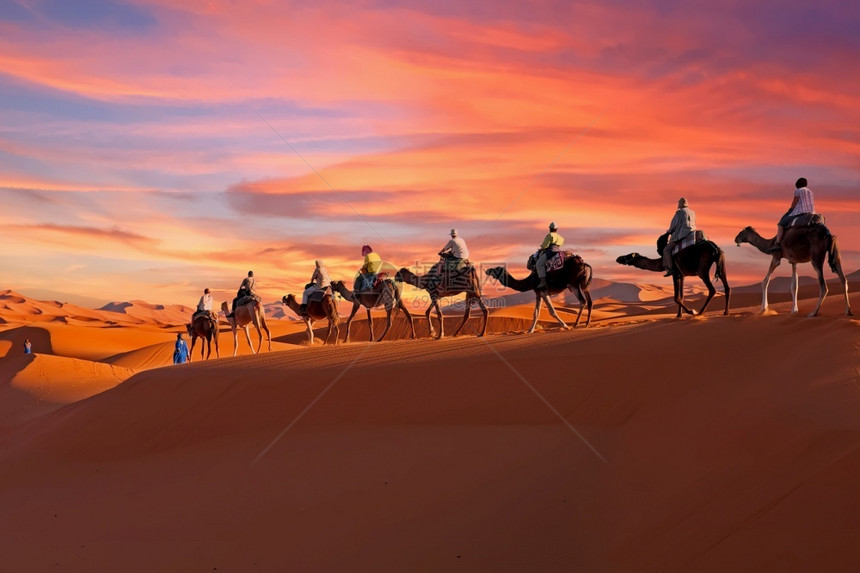 非洲人日出单峰骆驼落时穿越摩洛哥撒哈拉沙漠的骆驼大篷车图片