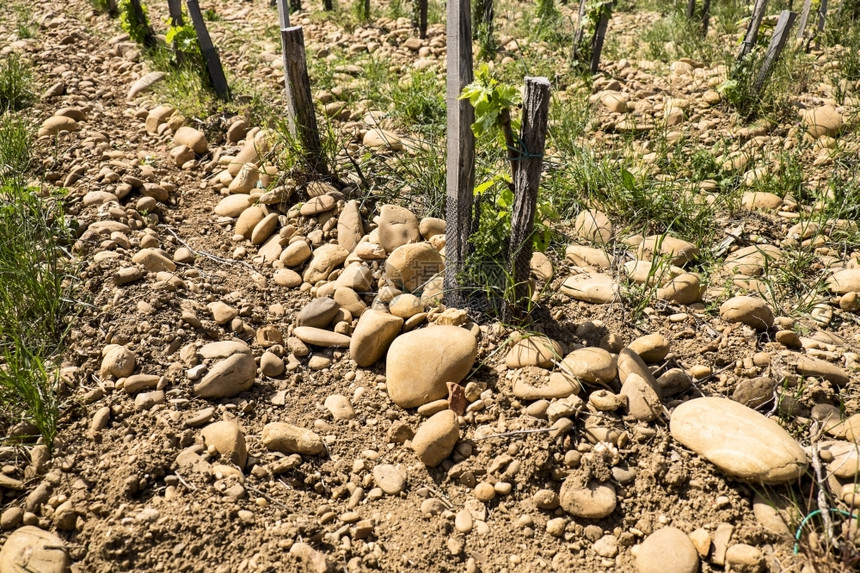 农场加莱特在PapeChateauneufdeChateauneuf的庄园往装满了巨大的圆形石块质图片