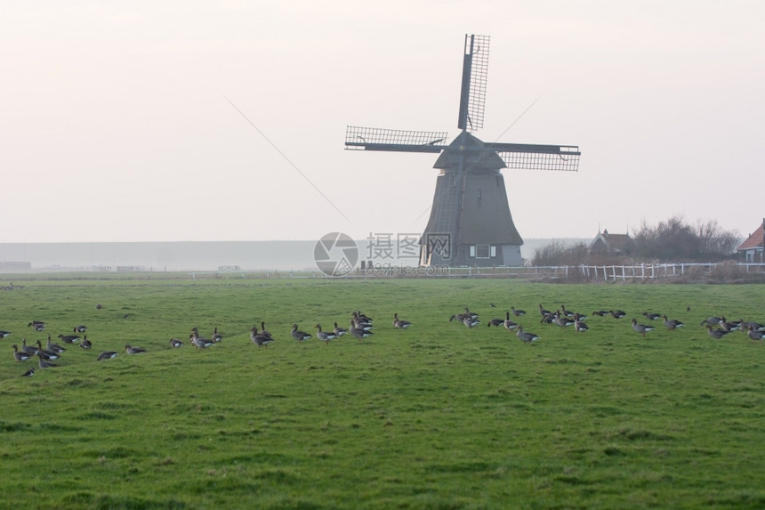 多雾路段日落与古老的荷兰风车美丽景观图片
