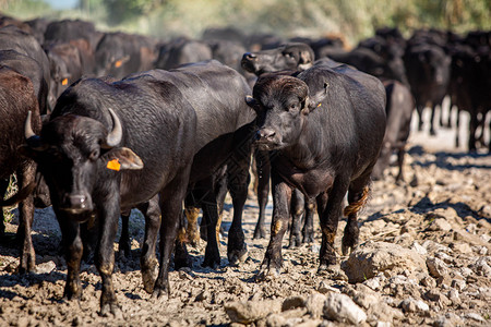 牛在路上行走的夏日农耕之旅牛在路上行走的夏日农耕棕色哺乳动物放牧图片