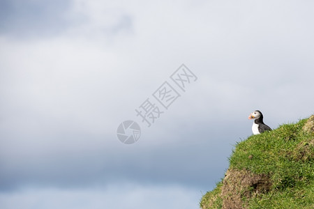 在法罗群岛悬崖上坐着云层笼罩天空的大西洋海豚和北极之光野生动物鸟类学图片