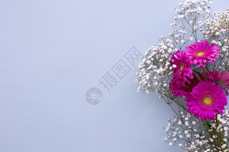 种子抽象的高清晰光相片婴儿呼吸粉红色花彩朵蓝背景优质照片有量的红宝石鲜花织物背景图片