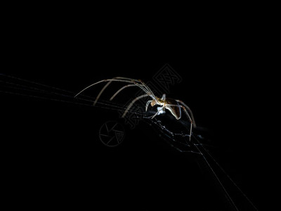 环境黑暗的在背景上编织蜘蛛网属图片