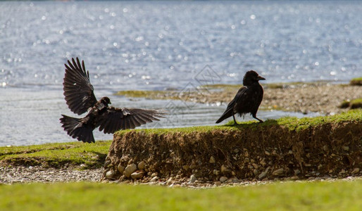 自然翅膀联合王国坎布里亚KeswickDerwent湖水岸两只乌鸦鸟食物背景图片