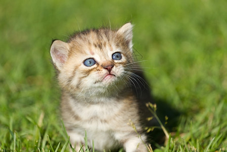 绿草上的小奶猫图片