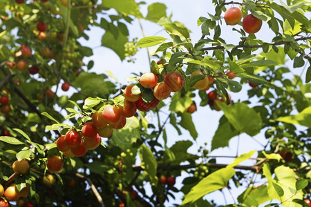 农场樱桃李子在树枝上红樱桃梅在绿叶的树枝上花园新鲜的图片
