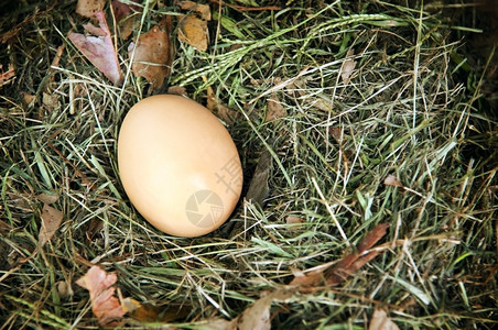 烹饪投资生活一只新鲜的鸡蛋坐在自然巢中图片