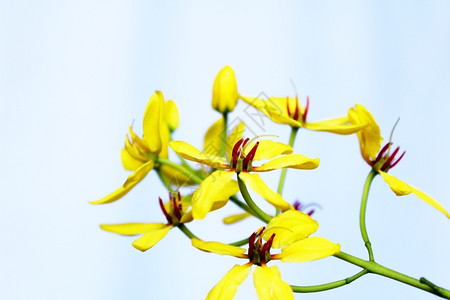 细节雄蕊花朵黄色本背景图片