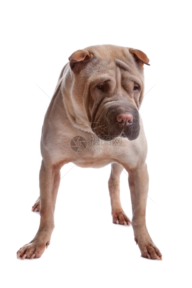 外套沙皮犬以白色背景被孤立的白种背景皱巴的图片