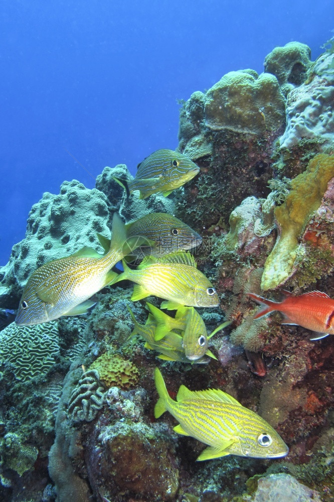 珊瑚礁加勒比海青年岛古巴美洲阿尔韦托卡雷拉环境美国鱼图片